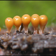 Image for article titled The Bizarre Collective Consciousness of Slime Mold